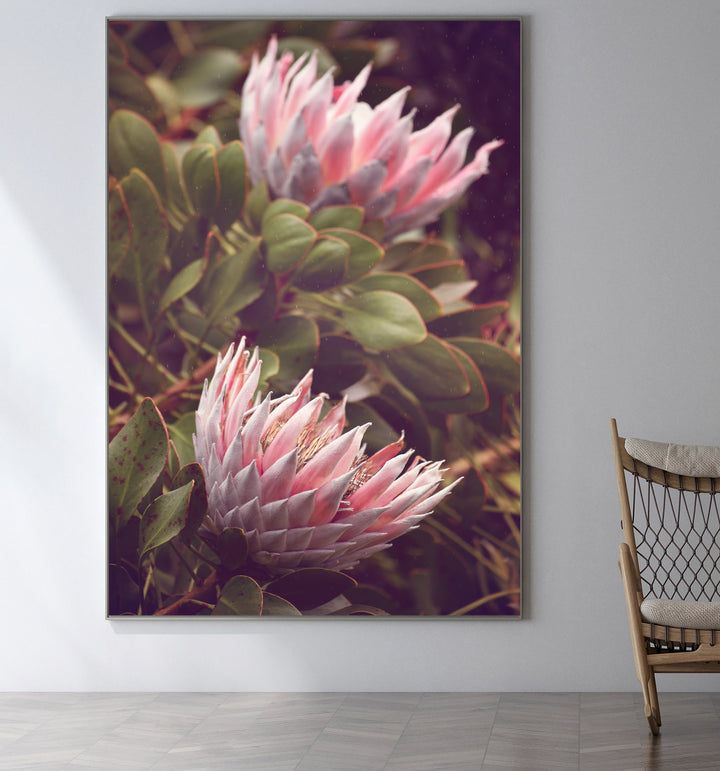 KING PROTEA