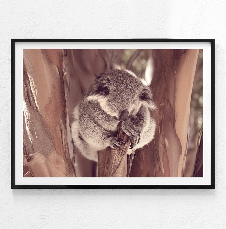 KOALA LOVE