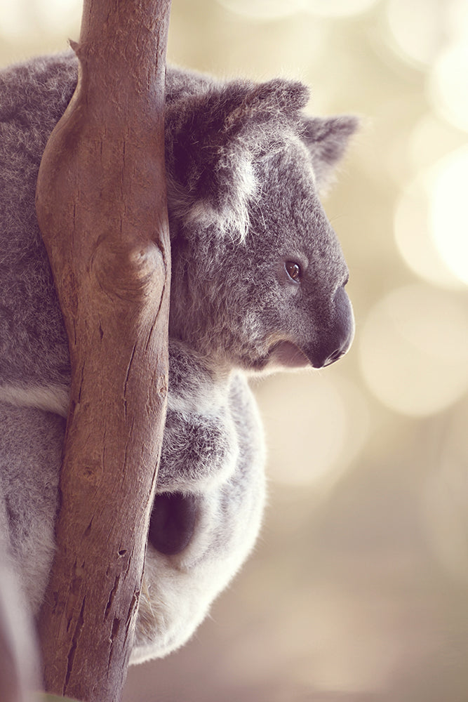 KENNY THE KOALA