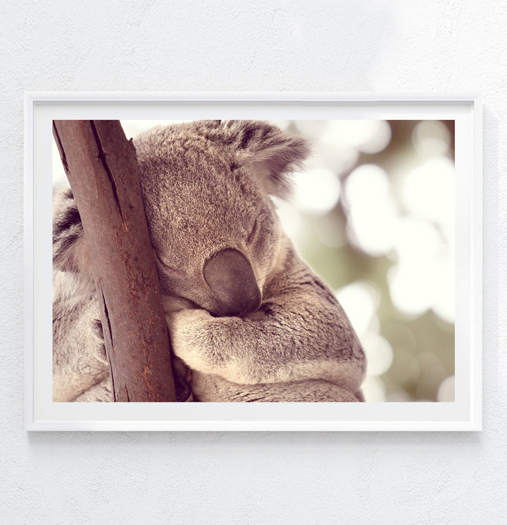 KOALA NAP