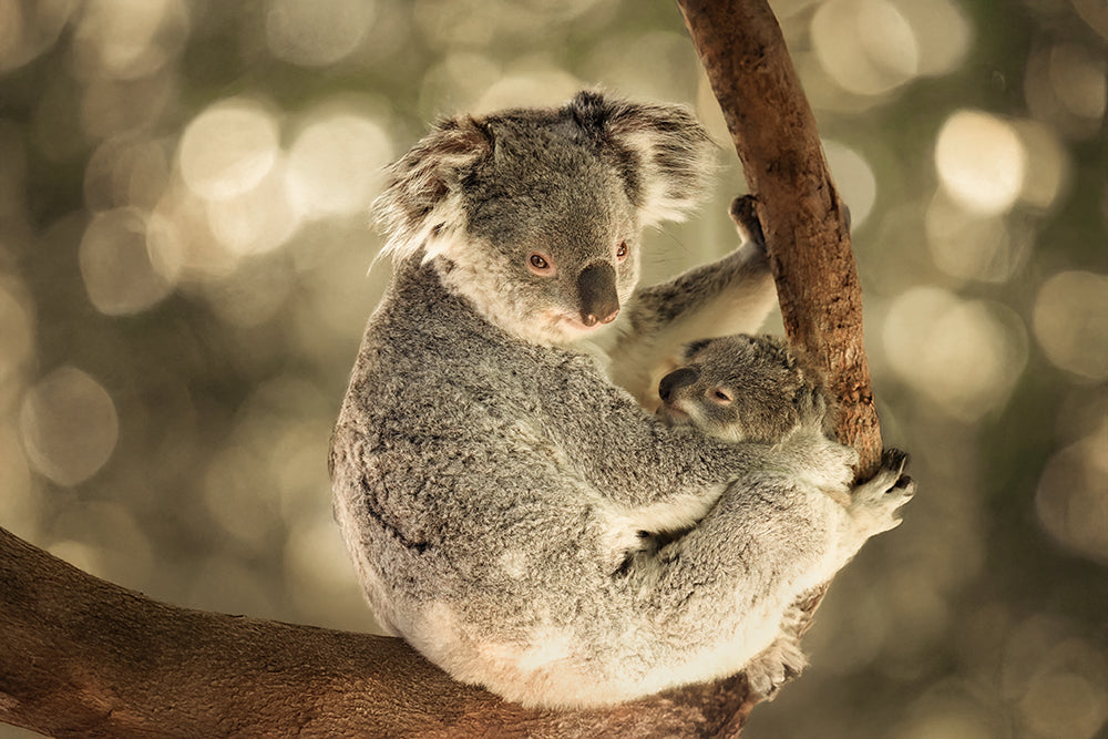 KOALA MUMMA