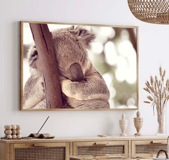 KOALA NAP