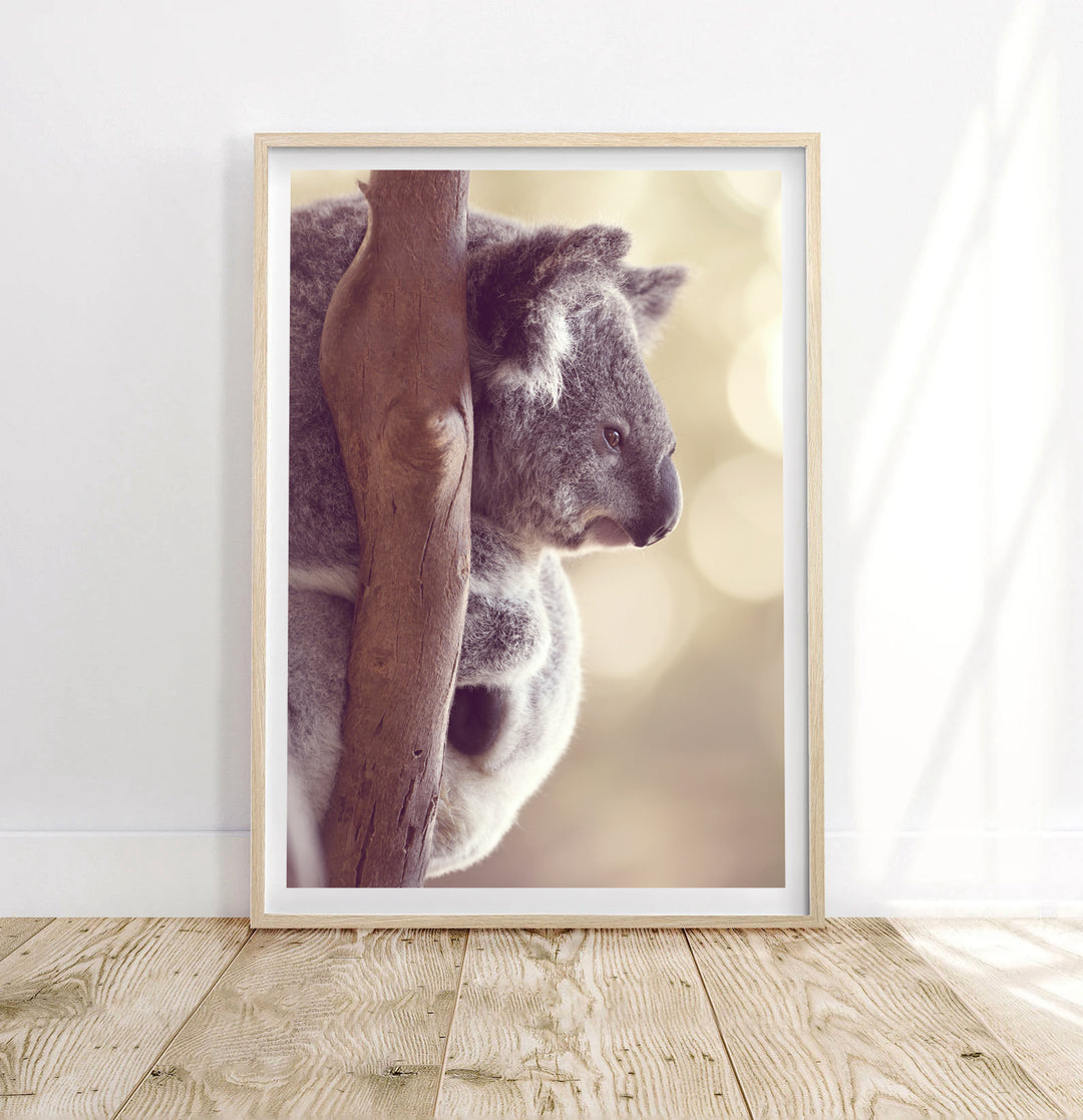 KENNY THE KOALA