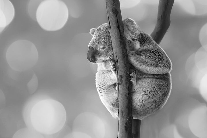 SLEEPY KENNY BLACK AND WHITE