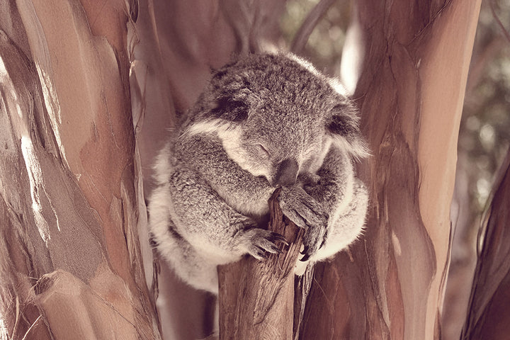 KOALA LOVE
