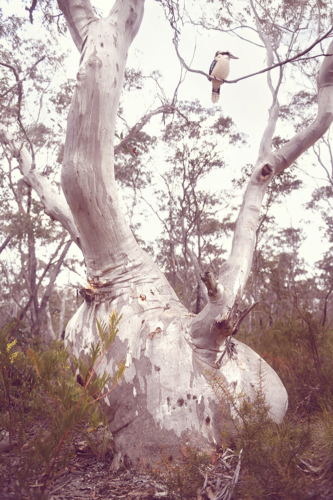 KOOKABURRA IN GUM TREE