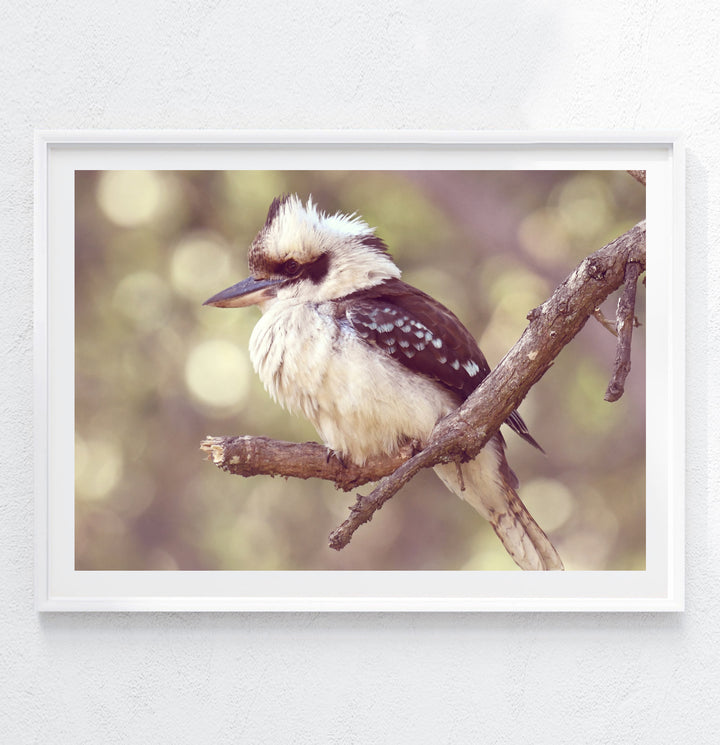 LONELY KOOKA
