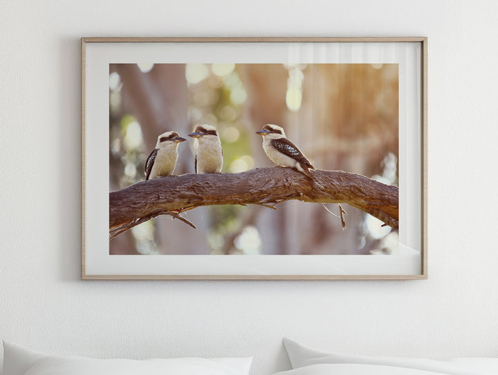KOOKABURRA FAM