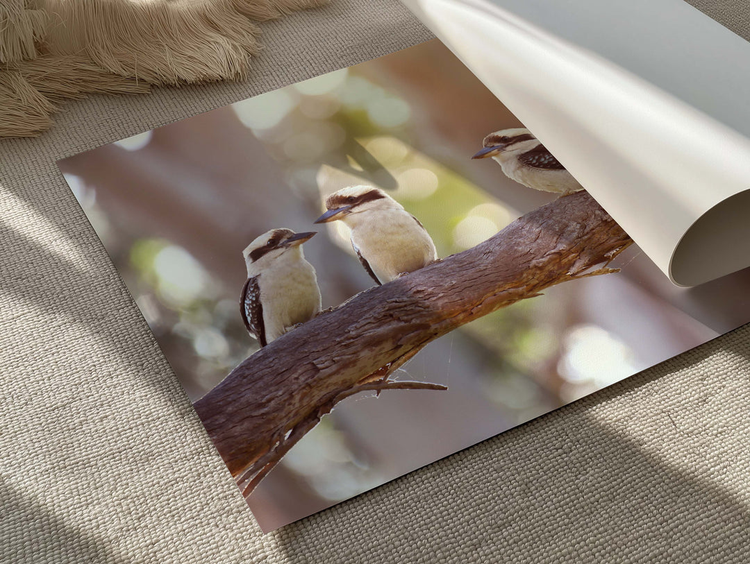 KOOKABURRA FAM