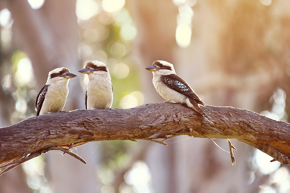 KOOKABURRA FAM