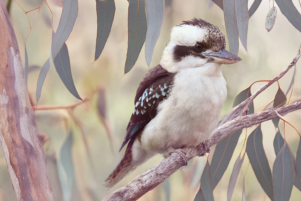KOOKABURRA IN THE GUMS