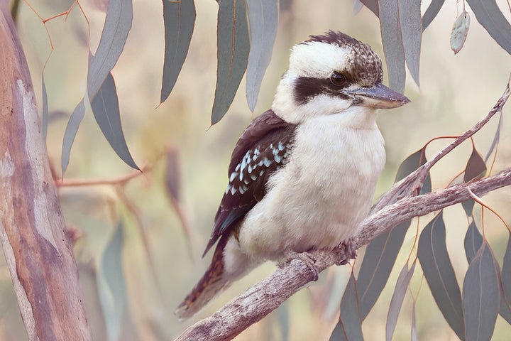KOOKABURRA IN THE GUMS