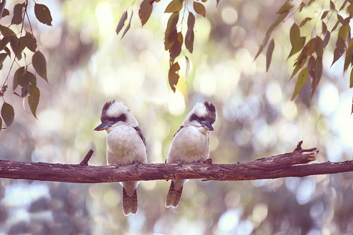BABY KOOKAS