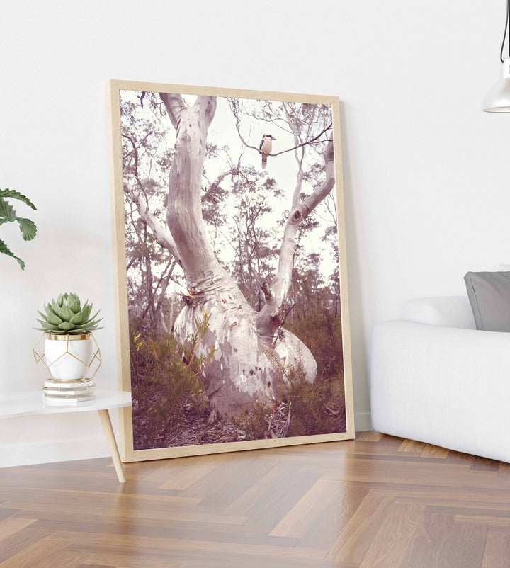 KOOKABURRA IN GUM TREE