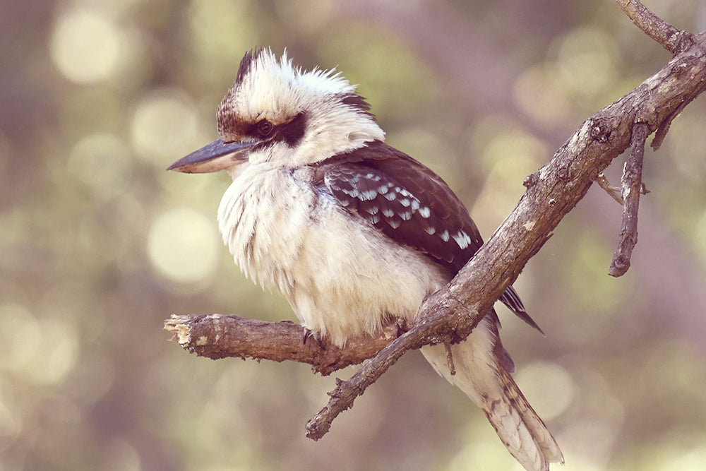 LONELY KOOKA