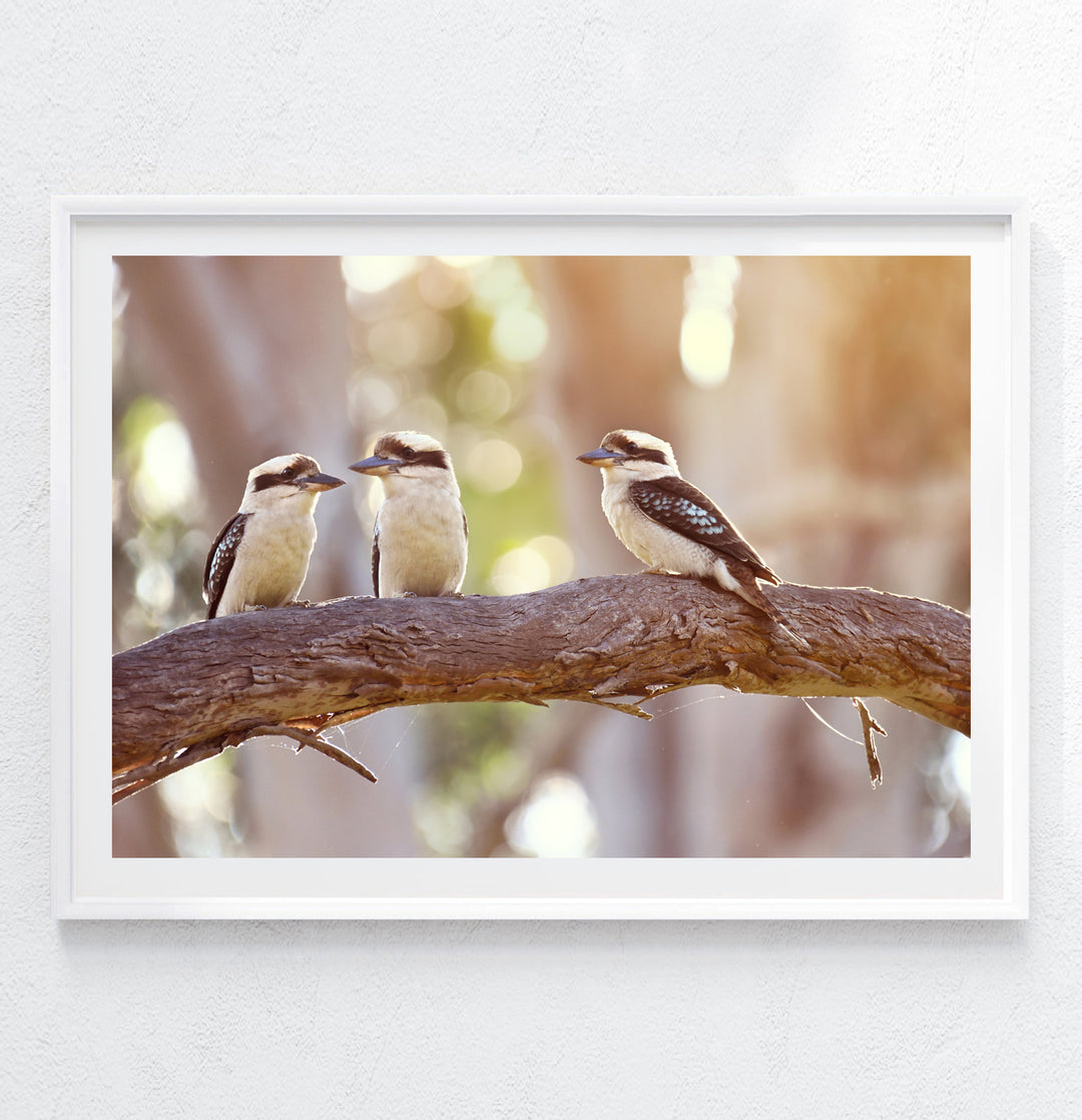KOOKABURRA FAM