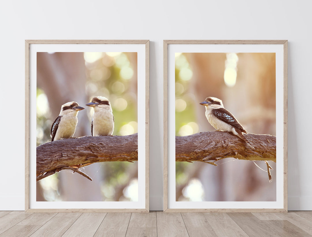 SET OF 2 - KOOKABURRA RESTING IN AUSSIE GUMS