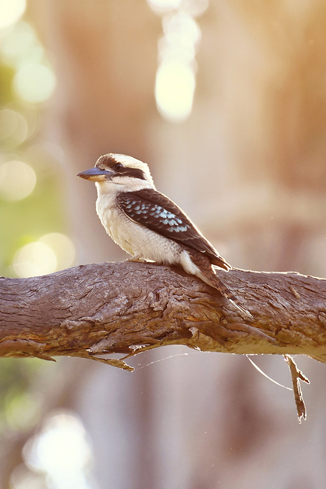 SET OF 2 - KOOKABURRA RESTING IN AUSSIE GUMS