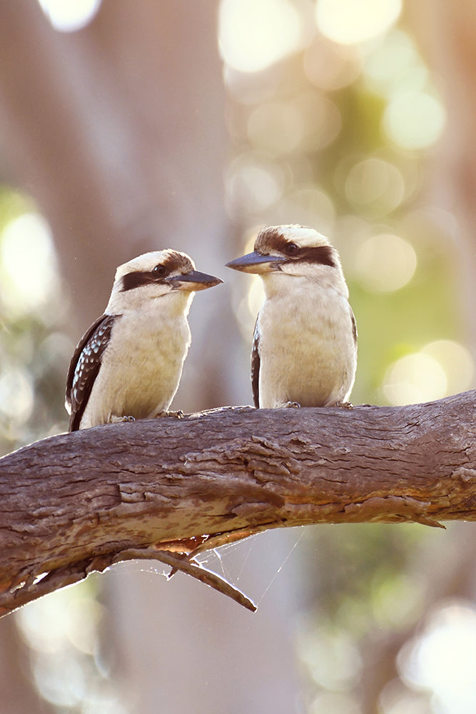 SET OF 2 - KOOKABURRA RESTING IN AUSSIE GUMS