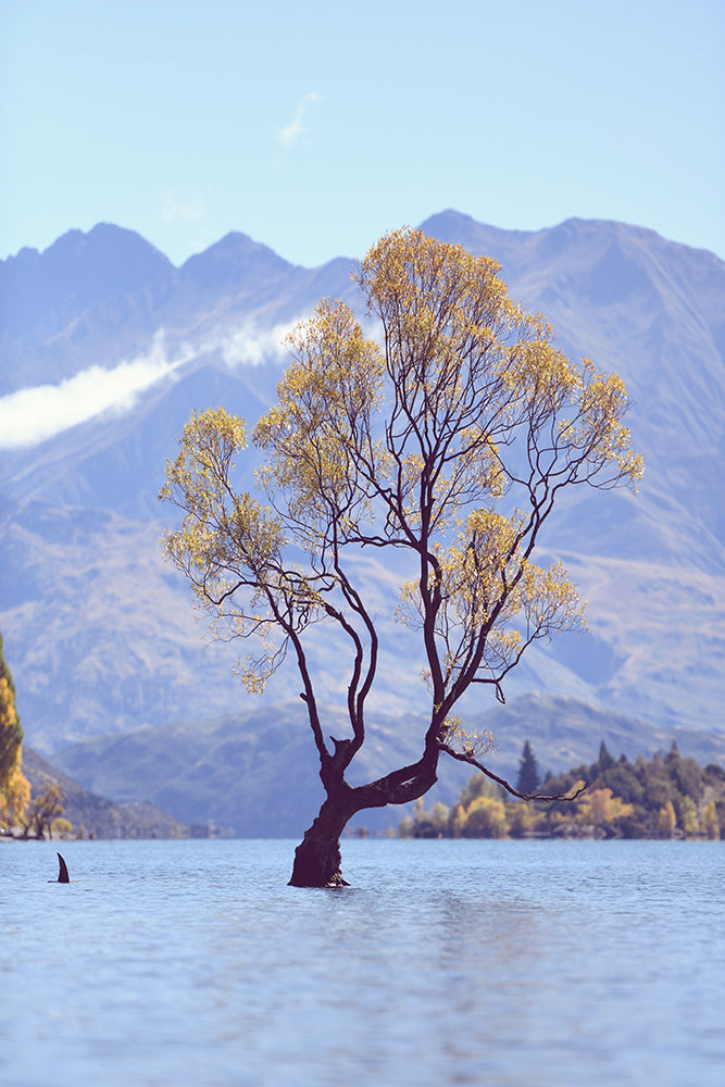 SET OF 2 - AUTUMN IN LAKE WANAKA, NEW ZEALAND