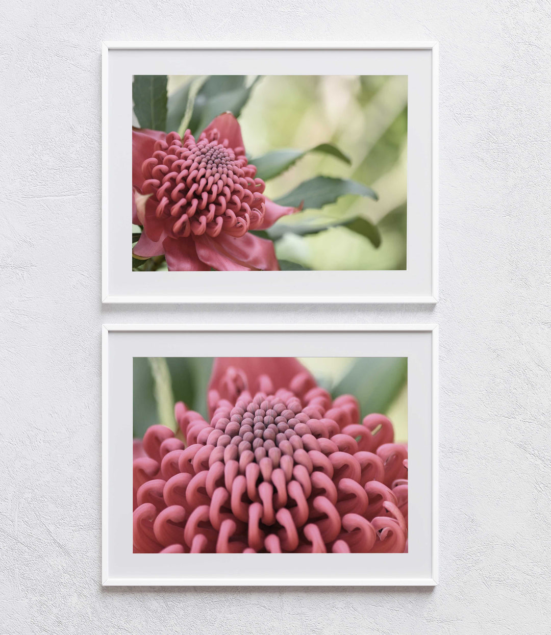 SET OF 2 - WARATAH LOVE LANDSCAPE