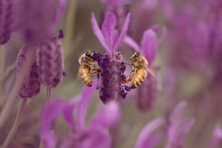 LAVENDER BEES LANDSCAPE