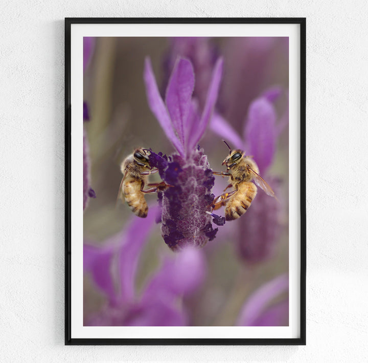 LAVENDER BEES PORTRAIT