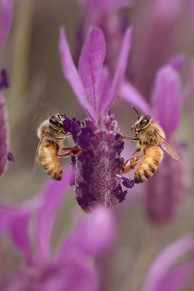 LAVENDER BEES PORTRAIT