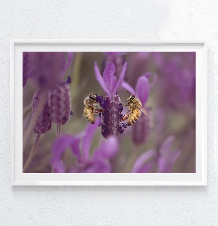 LAVENDER BEES LANDSCAPE