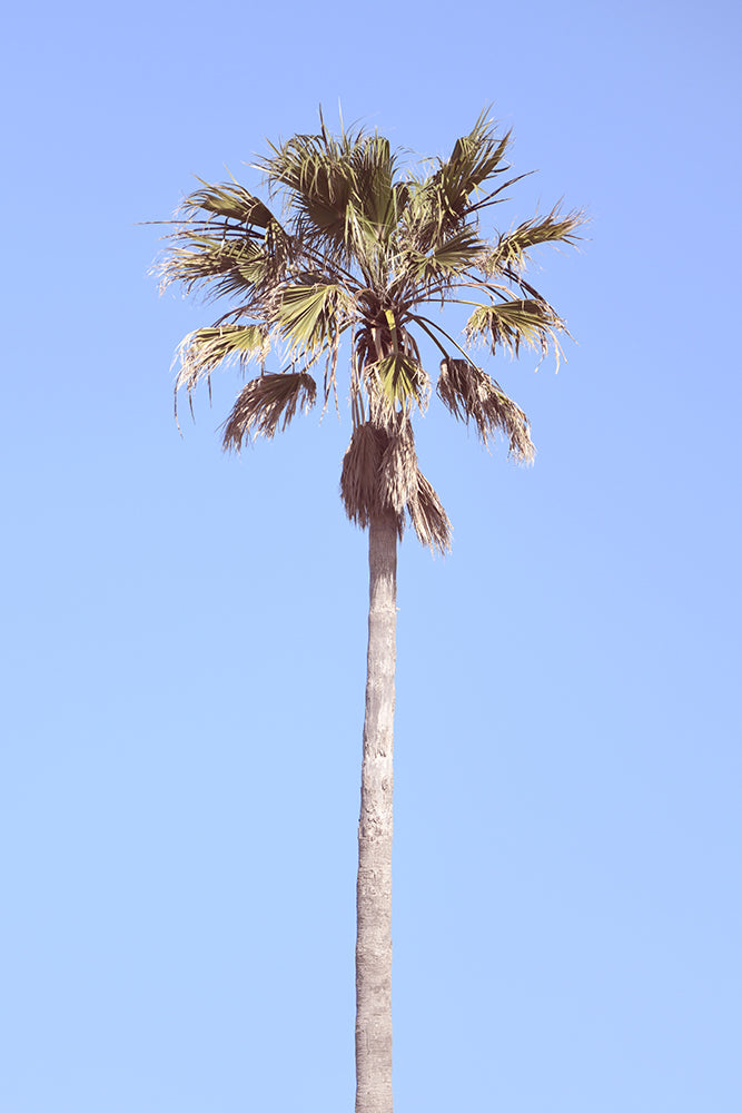 LONE PALM