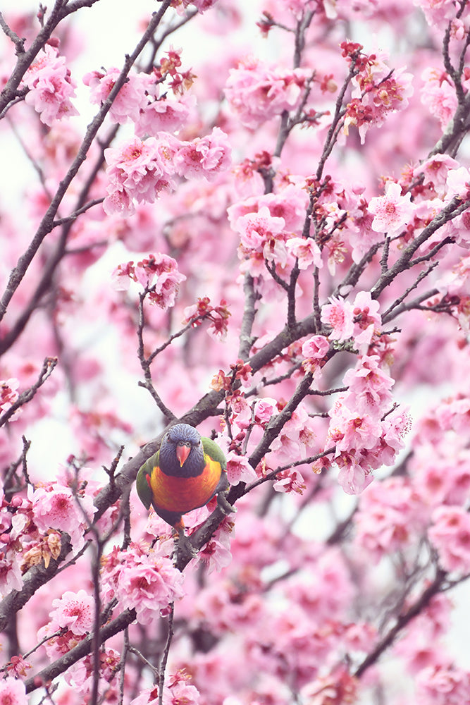 SPRING LORIKEET