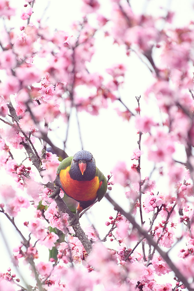 SET OF 2 - CHERRY BLOSSOM LORIKEET