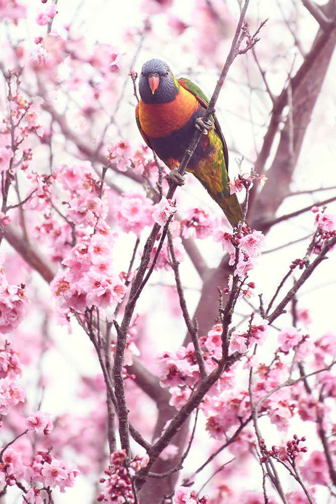 SET OF 2 - CHERRY BLOSSOM LORIKEET