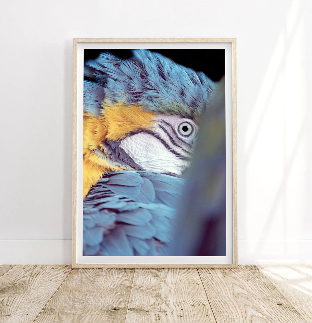 CRACKAS THE MACAW