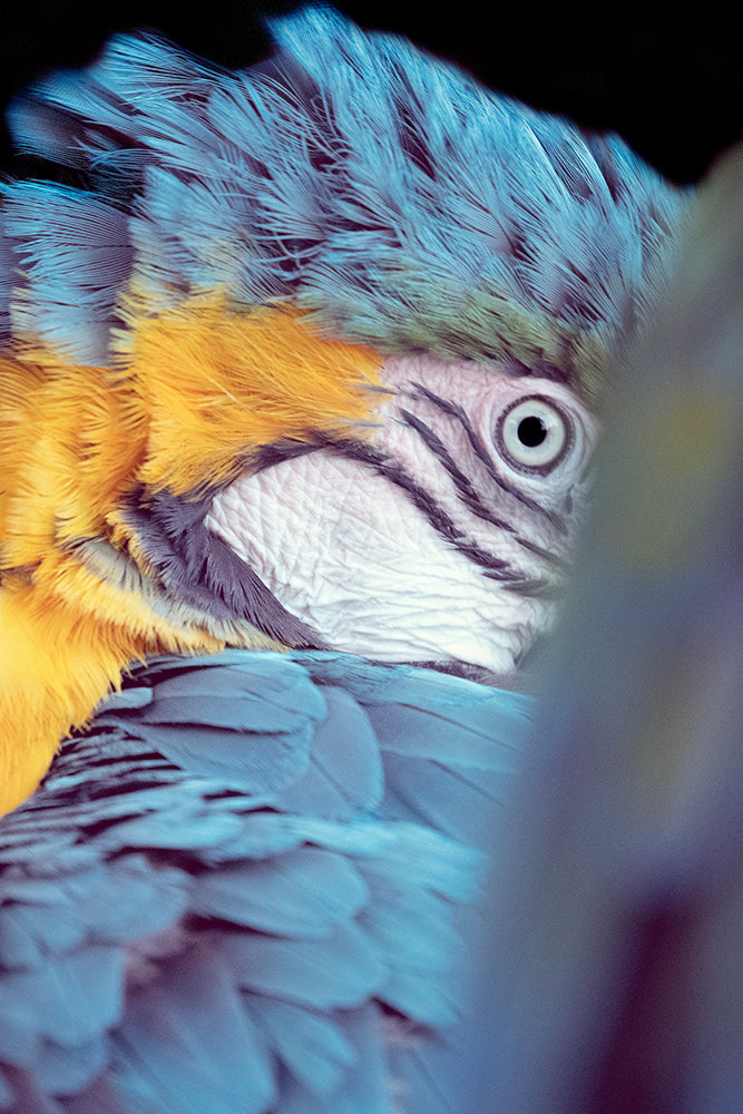 CRACKAS THE MACAW