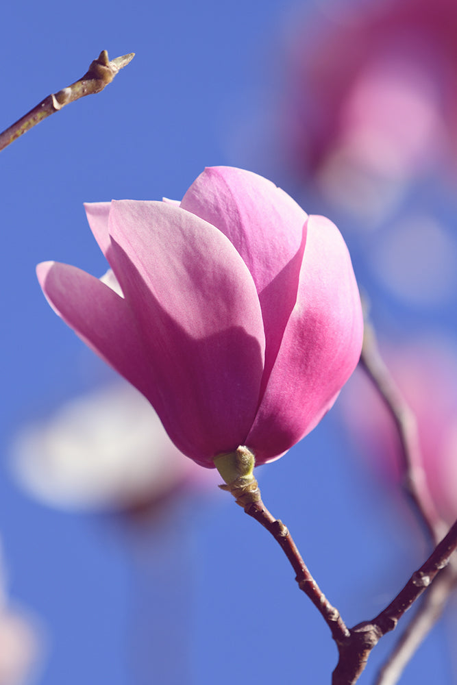 SET OF 3 – SPRING MAGNOLIA