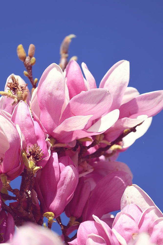 SET OF 3 – SPRING MAGNOLIA
