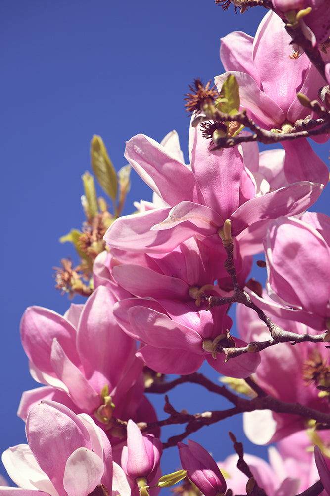 SET OF 3 – SPRING MAGNOLIA