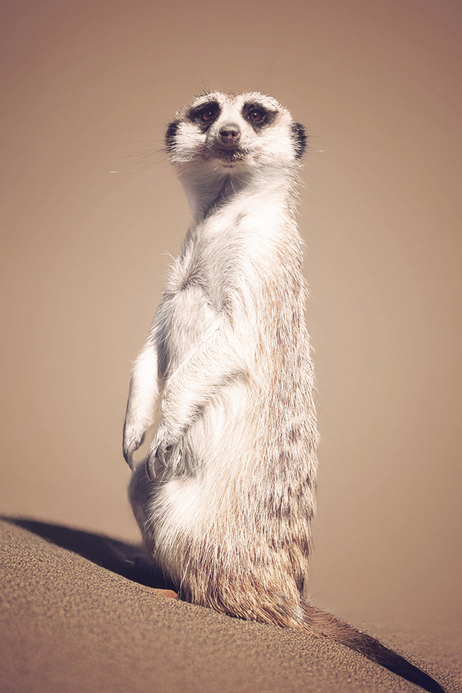 MEERKAT ON THE LOOKOUT