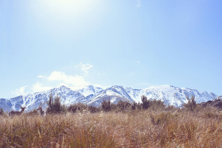 MT SOMERS DEER, NEW ZEALAND