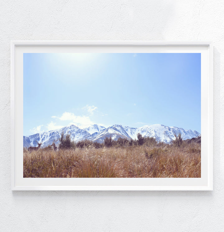 MT SOMERS DEER, NEW ZEALAND