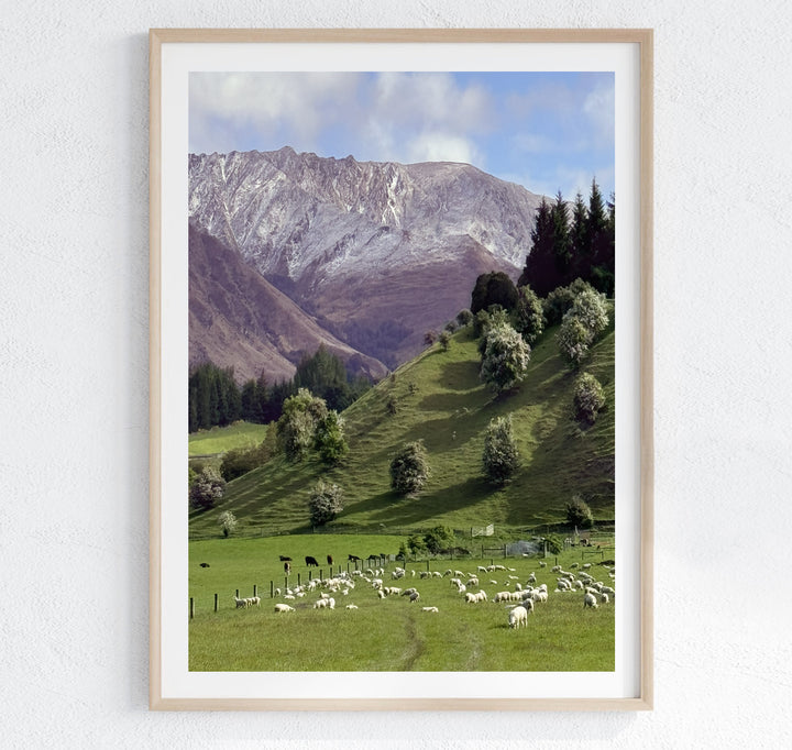 SUMMER IN ARROWTOWN, NEW ZEALAND