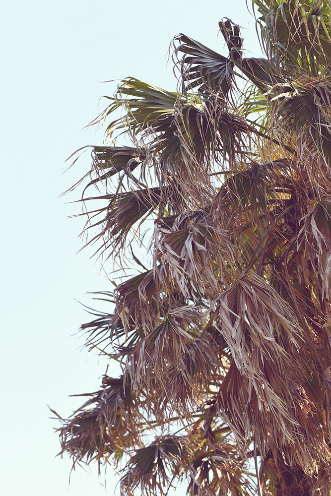 SET OF 2 – AUSTINMER POOL & PALM