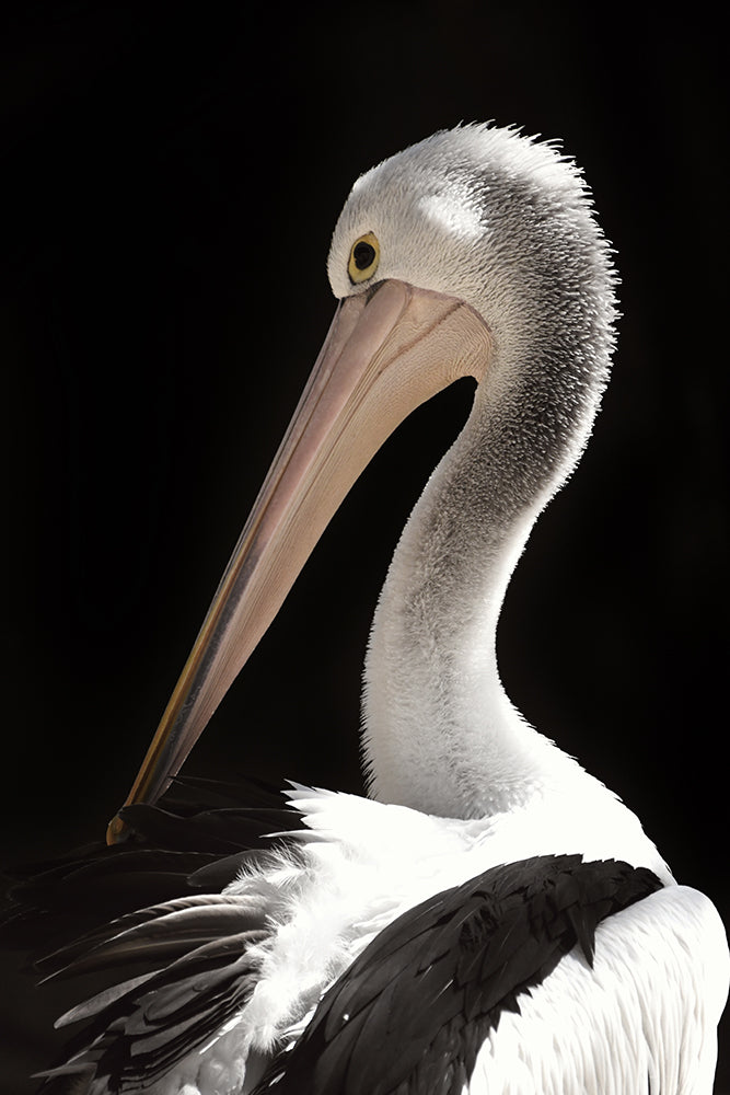 PENNY PELICAN