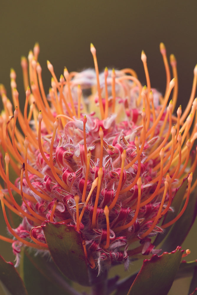 SET OF 2 – PINCUSHION PAIR