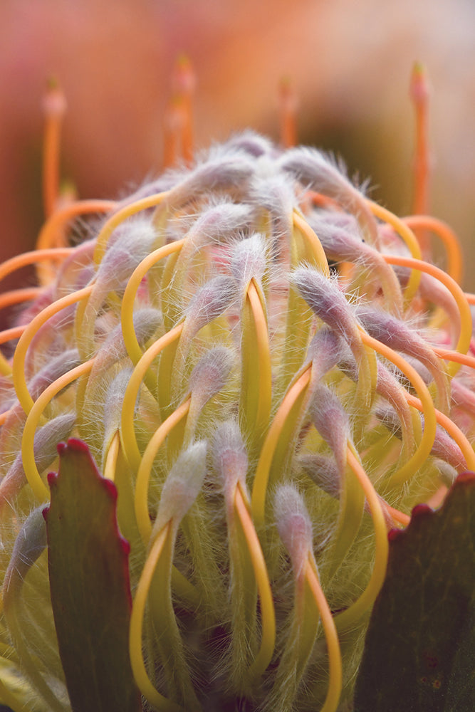 SET OF 2 – PINCUSHION PAIR