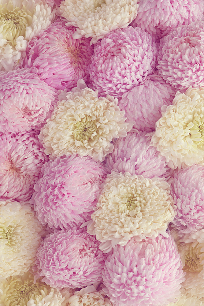 PINK AND WHITE PEONY MUMS