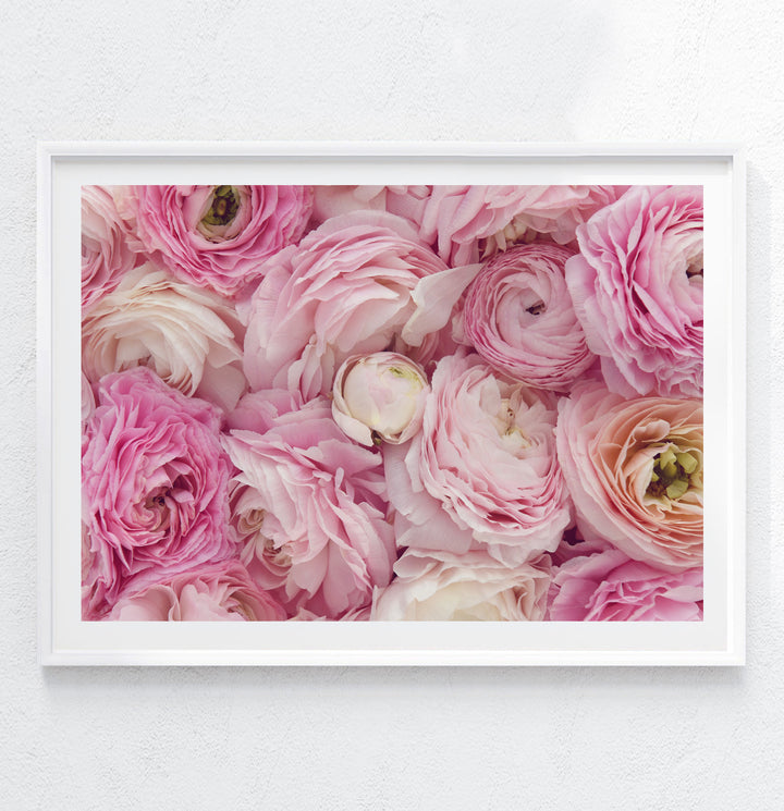 PINK RANUNCULUS LANDSCAPE