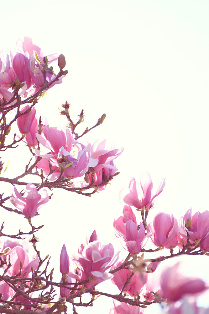 SET OF 2 - SPRING MAGNOLIA