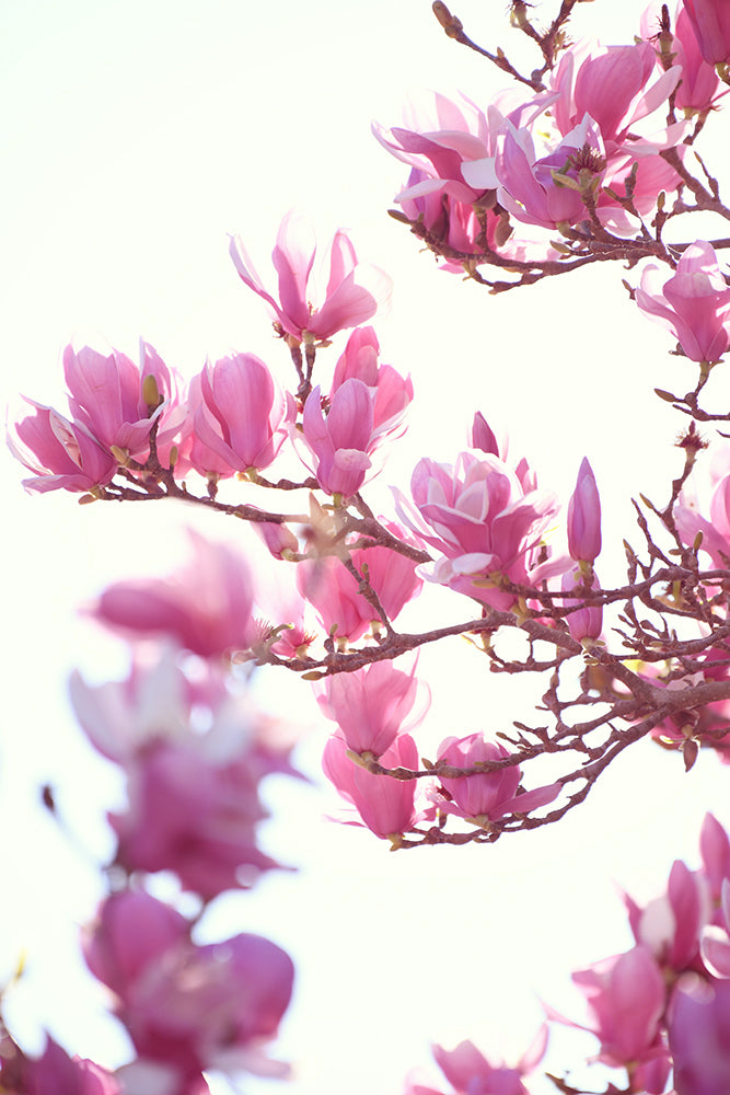 SET OF 2 - SPRING MAGNOLIA